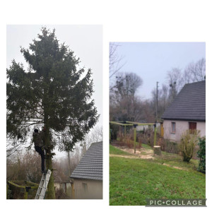 Photo de galerie - Elagage et coupe d'arbres