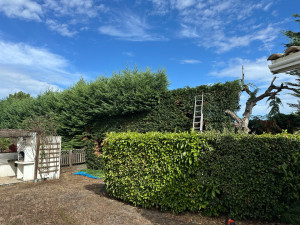 Photo de galerie - Taille d’une haie de thuya 