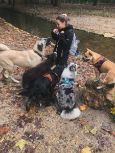 Photo de galerie - Balade de chiens
