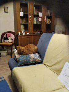 Photo de galerie - Voici mon chat de compagnie, je m'en occupe à plein temps : nourriture proportionnée, , changer l'eau, nettoyer la litière, jeux et beaucoup de câlins. 