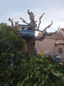 Photo de galerie - Elagage et coupe d'arbres
