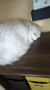 Photo de galerie - Je les garde chez leurs maîtres 

gentil chaton 