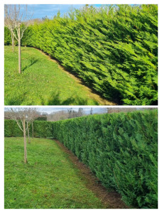 Photo de galerie - Taille de haie de thuyas.