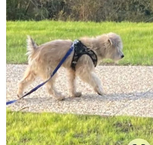 Photo de galerie - Petit zazpi en promenade 