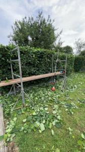 Photo de galerie - Taille de haie