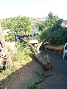 Photo de galerie - Elagage et coupe d'arbres