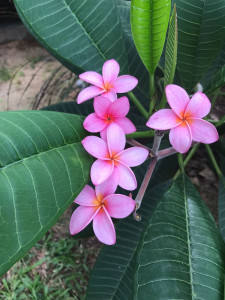 Photo de galerie - Repassage et jardinage 