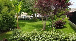 Photo de galerie - Taille de haies et d'arbustes