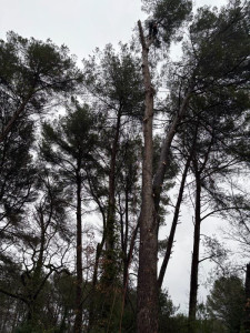 Photo de galerie - Où est Charlie? 