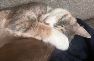 Photo de galerie - Je m'occupe de vos chats 