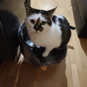 Photo de galerie - Garde chat