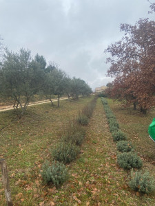 Photo de galerie - Taille de haies et d'arbustes