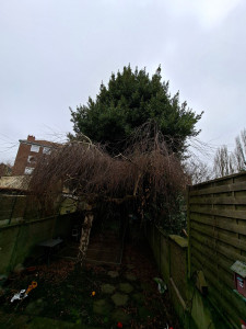 Photo de galerie - Entretien de vos arbres et arbuste 