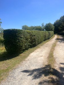 Photo de galerie - Taille de haies et d'arbustes