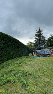 Photo de galerie - Taille de haie avec ramassage et évacuation des déchets verts 