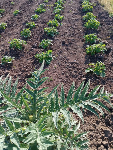 Photo de galerie - Bêchage / plantation de Pommes de terre et Artichaut 