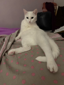 Photo de galerie - Garde animaux