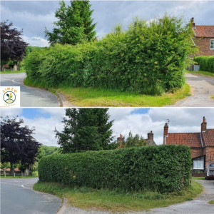 Photo de galerie - Une haie longtemps non entretenue transformée en un volume net, avec des contours bien définis et une ligne droite impeccable