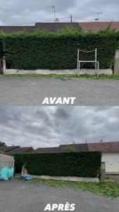 Photo de galerie - Taille de thuyas 