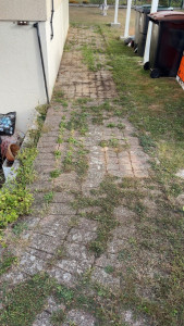 Photo de galerie - Tonte de pelouse - Débroussaillage