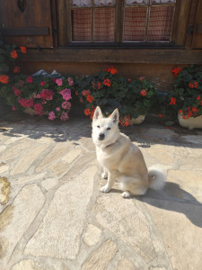 Photo de galerie - Garde animaux