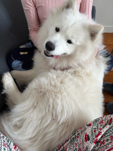 Photo de galerie - Garde d’un chien d’un an (Samoyède) sur une durée de 20 jours