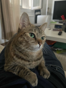 Photo de galerie - Garde chat