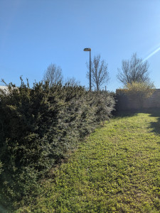 Photo de galerie - Taille de haies et d'arbustes