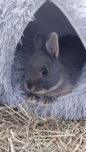 Photo de galerie - Garde animaux