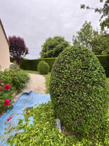 Photo de galerie - Taille buis en topiaire