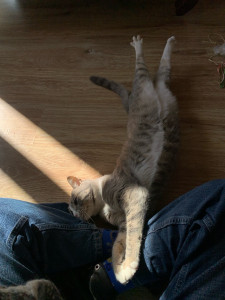 Photo de galerie - Garde chat