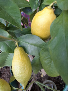 Photo de galerie - Productrice de plantes aromatiques et médicinales et ces tisanes.
