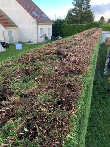 Photo de galerie - Taille de haie 