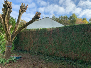 Photo de galerie - Taille de tuya 