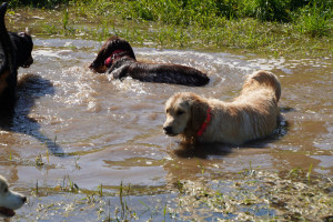 Photo de galerie - Un chien cra cra est un chien heureux, pas de problème lors des balades, il y a de quoi se baigner, se rouler dans la boue, la terre, les feuilles. L'essentiel est le bonheur du chien