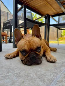 Photo de galerie - Garde chien