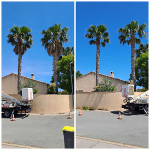 Photo de galerie - Taille de palmier avec enlèvements des fruit ( fleurs)