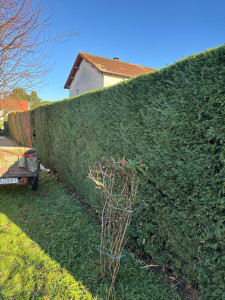 Photo de galerie - Taille de haie 