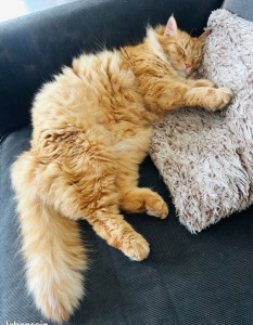 Photo de galerie - Poppy mon chat qui vit dans ma maison 