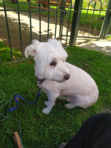 Photo de galerie - Garde chien