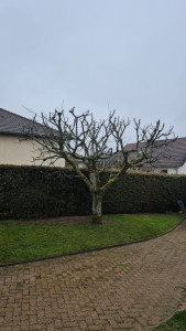 Photo de galerie - élagage 