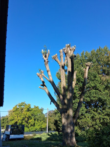Photo de galerie - Elagage et coupe d'arbres
