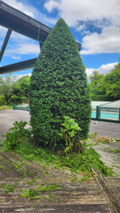 Photo de galerie - Taille de haies et d'arbustes