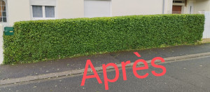 Photo de galerie - Cornouiller