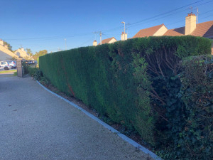 Photo de galerie - Taille de haies et d'arbustes