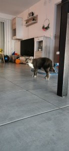 Photo de galerie - Garde chat