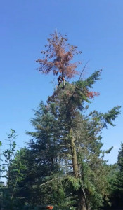 Photo de galerie - Abattage d’un arbre par démontage, réalisé progressivement en plusieurs sections afin d’éviter tout risque pour la maison située à proximité. Travail précis et sécurisé.