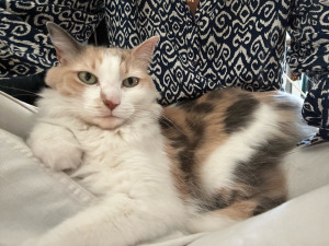 Photo de galerie - Lola, une chatte, garder à son domicile pendant 5 jours, 1 visite par jour !! Nourrissage, caresse, nettoyage litière :)