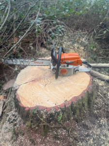 Photo de galerie - Elagage et coupe d'arbres