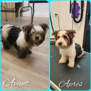 Photo de galerie - Tango, Yorkshire Biewer de 1 an, bain et coupe ciseaux